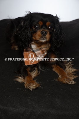 mascot-baxter_000528_